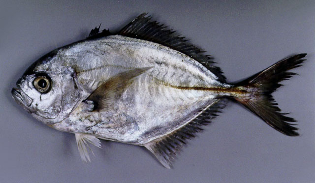 Uraspis uraspis (Günther, 1860)